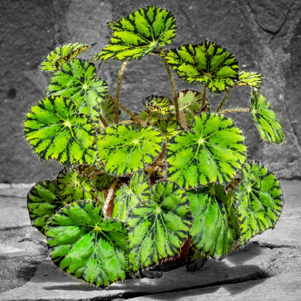 Begonia bowerae 'Tigre' - Imagen 2