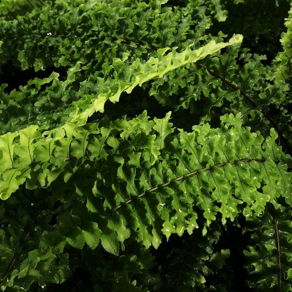 Nephrolepis exaltata 'Fluffly Ruffles' - Imagen 2