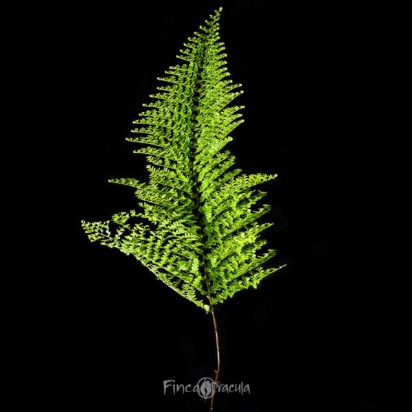 Nephrolepis exaltata 'Marisa' - Imagen 2
