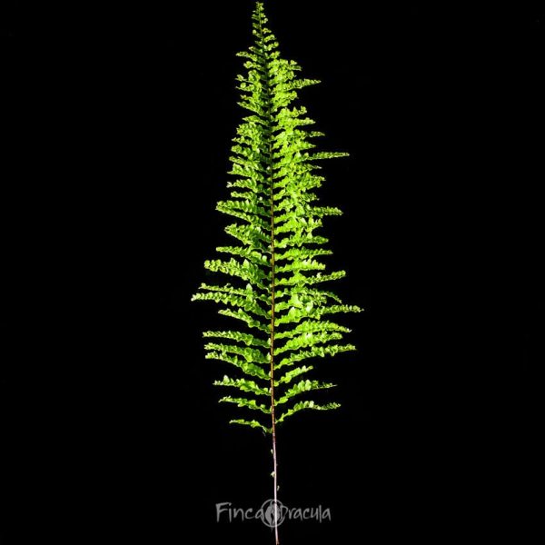 Nephrolepis exaltata 'Fluffly Ruffles' - Imagen 3