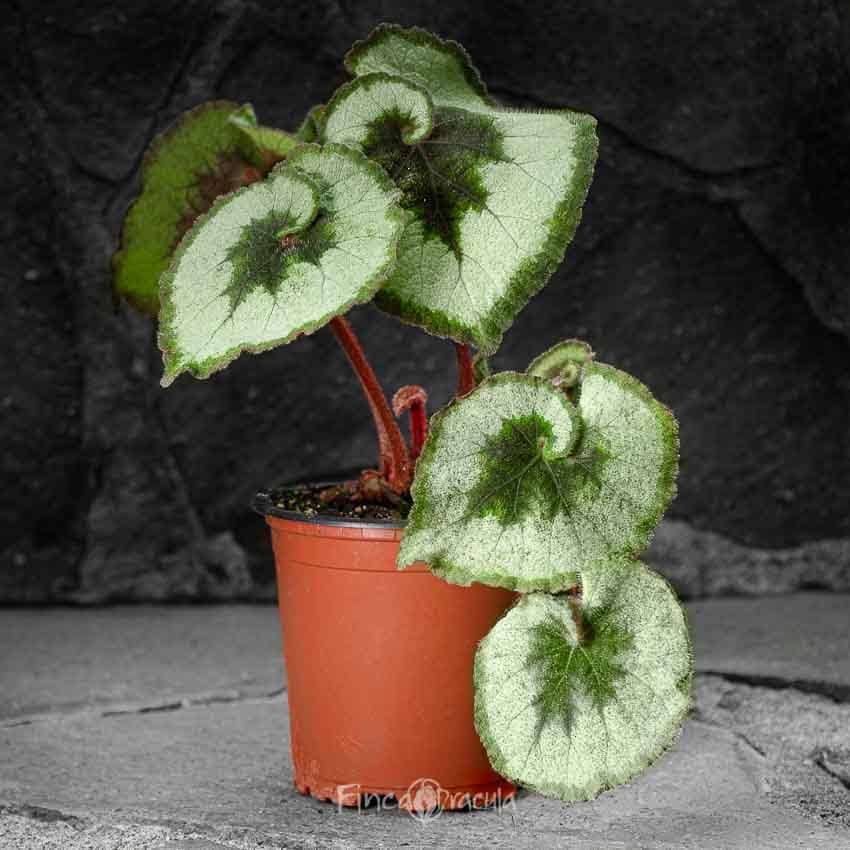 Begonia Rex 'Curled silver' - Finca Drácula