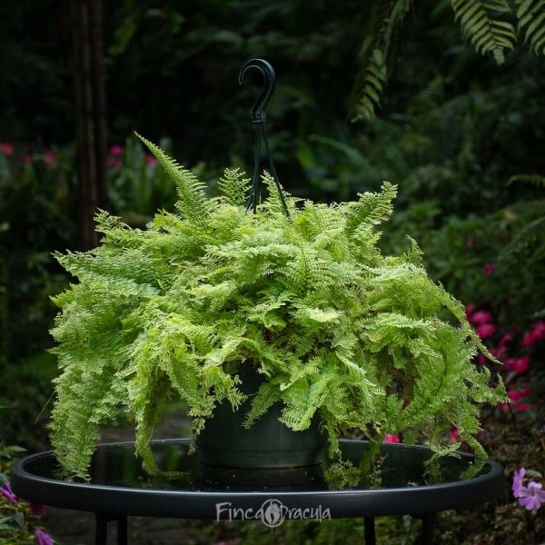 Nephrolepis exaltata 'Marisa'