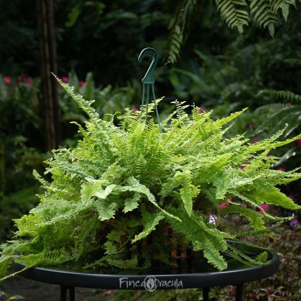 Nephrolepis exaltata 'Fluffly Ruffles'