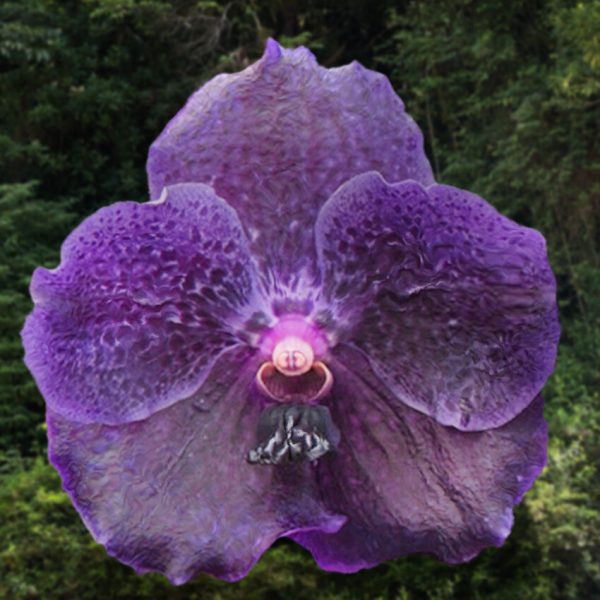 Vanda Pure's Wax 'Blue'