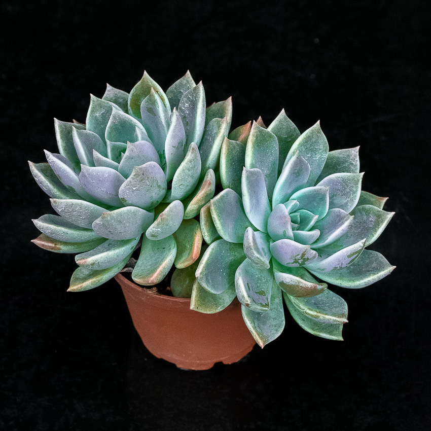 Echeveria Blue Star | Finca Drácula