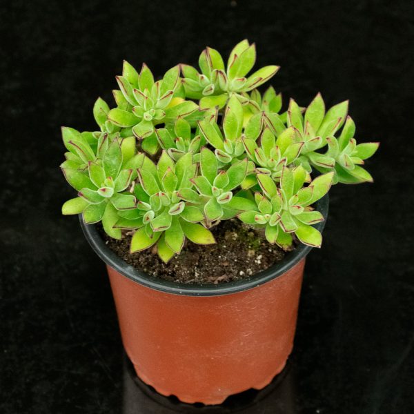 Echeveria pulvinata
