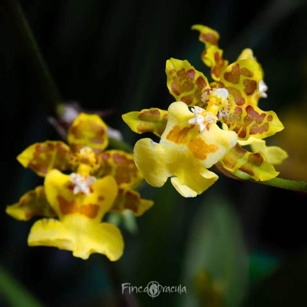 Oncidium panamensis - Imagen 2