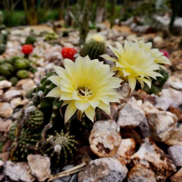 Echinopsis eyriesii