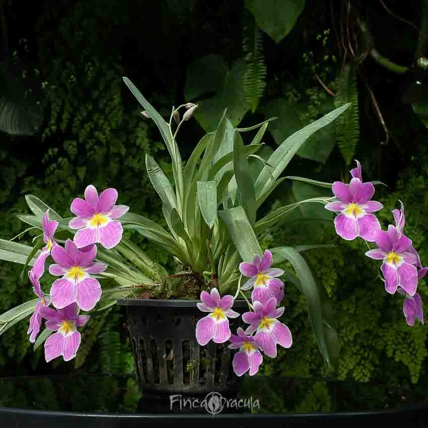 Miltoniopsis vexillaria - Finca Drácula