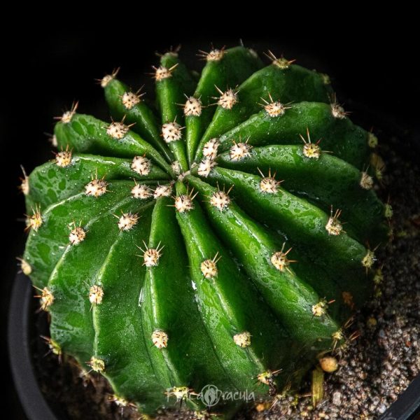 Echinopsis eyriesii - Imagen 2