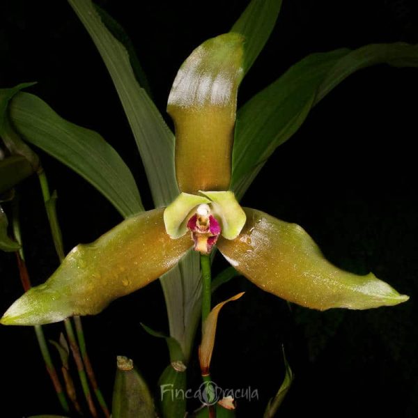 Lycaste schilleriana 'Grande'