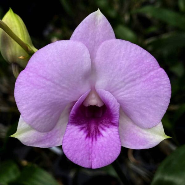 Dendrobium Pink NB