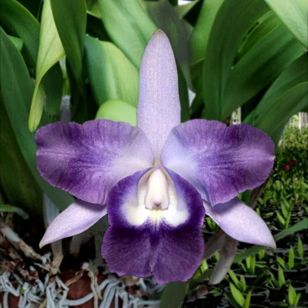 Cattleya Cariad's Mini-Quinee 'Angel Kiss'