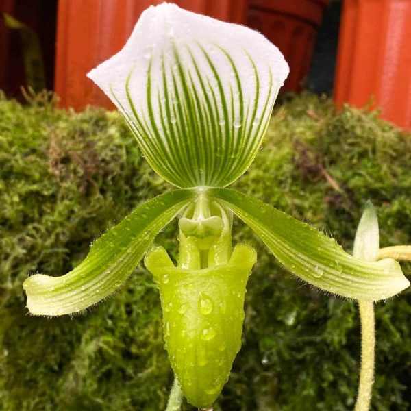 Paphiopedilum Maudiae Tipo Verde-Blanco - Imagen 2