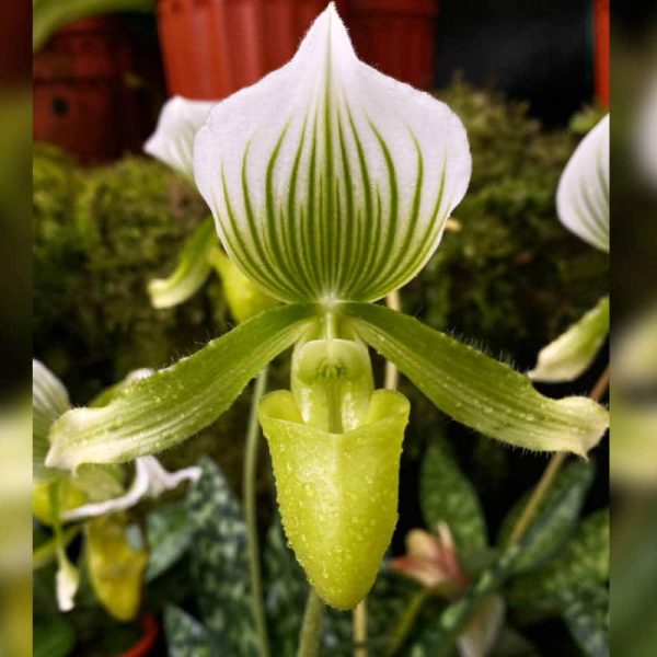 Paphiopedilum Maudiae Tipo Verde-Blanco - Imagen 3