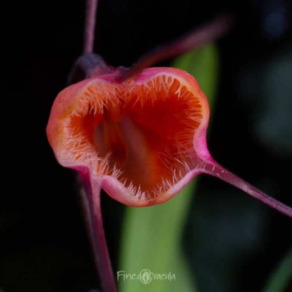 Dracula sodiroi - Imagen 2