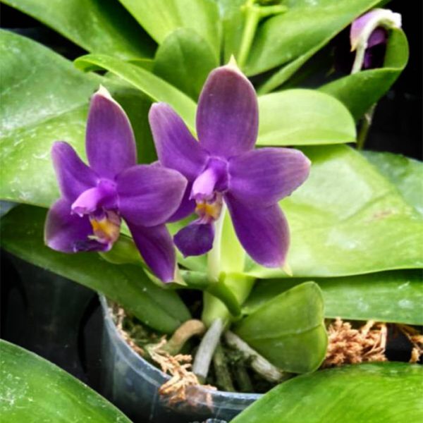 Phalaenopsis violacea f. indigo