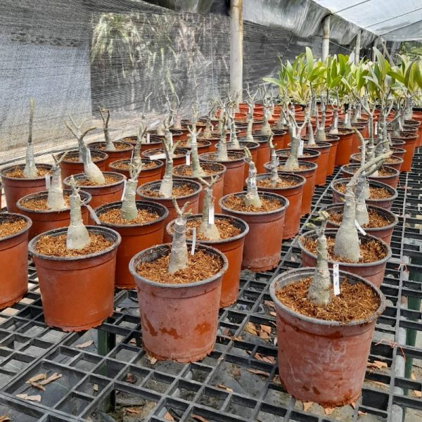 Adenium Sweet Rosy - Imagen 2